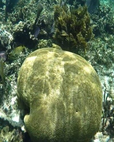 Close-up of brain coral in clear water, showcasing the intricate textures and vibrant marine life of Cancun’s coral reefs.