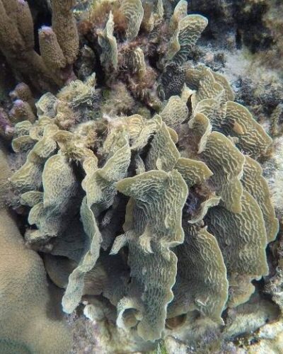 Diverse coral reef ecosystem with colorful coral formations and tropical fish, illustrating Cancun’s underwater beauty.