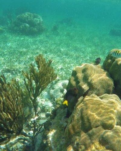 Vibrant coral reef in Cancun with various coral types and marine life, ideal for snorkeling and diving adventures.