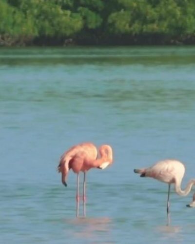 Holbox_Flamingos_CVE-e1636391368981-qegbfh4h09qgzf1q8m005x78vhxcdjru87n83yy3d4