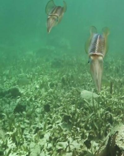 Close-up of a squid swimming in clear water, showcasing unique marine life seen on a jungle tour in Cancun.