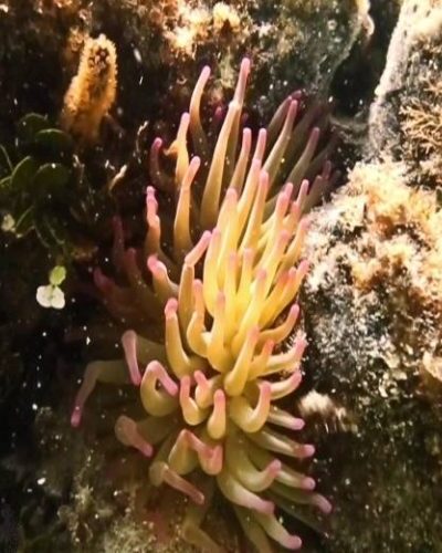 Underwater view of vibrant marine life, including fish and coral, encountered during a jungle tour in Cancun.