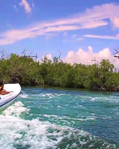 Lush mangrove forest viewed from a boat during a jungle tour, offering an immersive nature experience in Cancun.