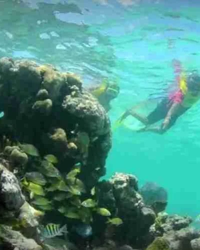 Reef-Snorkeling-cve-qo8bnvh5u9ot6iikbqrb9c9jpg882bqemji76a2gso