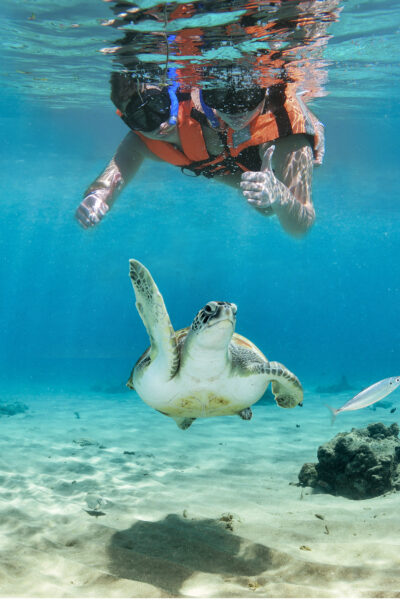 Snorkel_with_Turtles