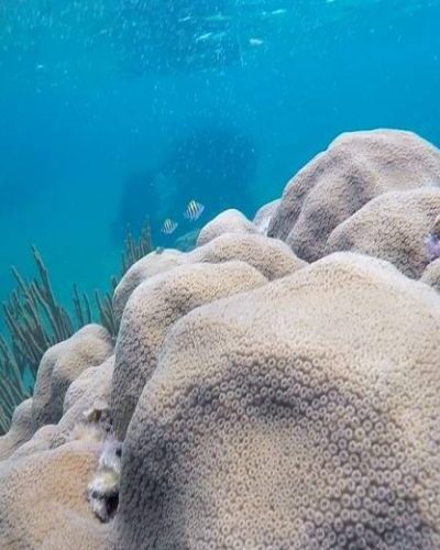 Tiny colorful fish swimming in clear, shallow water, showcasing the vibrant marine life at Xcaret Park.