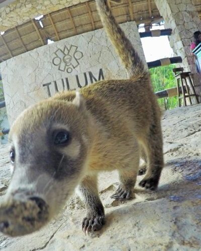 Close-up of a curious coati with a long nose exploring the entrance area at Tulum, Mexico, with stone walls and a 'Tulum' sign in the background.