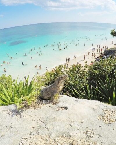 Iguana perched on a rocky ledge overlooking a scenic beach in Tulum, Mexico, with turquoise waters and people swimming and relaxing on the sand below.