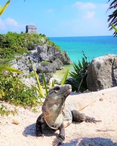 Tulum_Iguana-qegbi34bzpb58f96zqmp39hca121ra4zx4vs3n2q2w