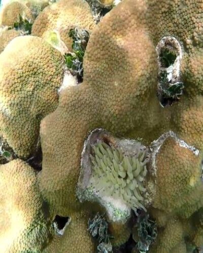 Colorful coral reef fish swimming in clear water at Xcaret Park, providing a close look at vibrant marine life.