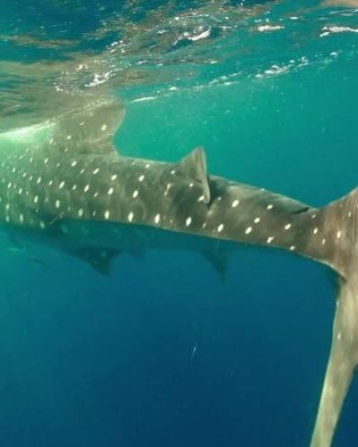 WHALE-SHARK-from-back-cve-e1636388338397-qegbf4wkjf9qshjh7ypuria95hlklhfbuj5wvdg7m0