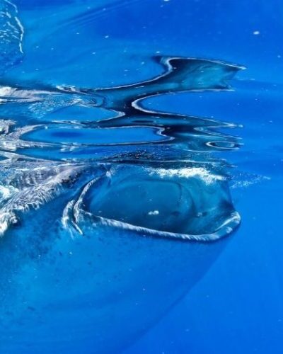 Whale-Shark-Feeding-1-e1636387873541-qegbf7q33xdlrbfdrhxqgzkmxn7o8kqiux4db7c13c