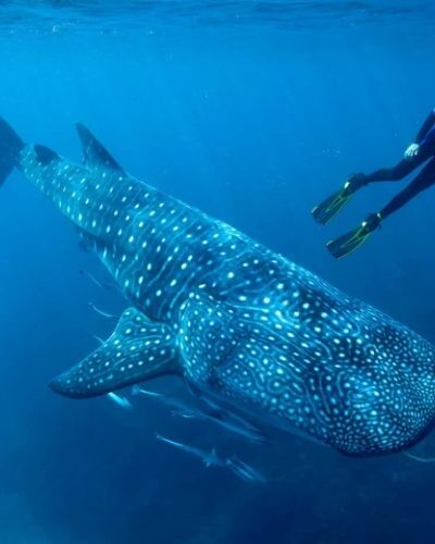 Whale-Shark-and-diver-CVE-1-qegbf6s8x3cbfpgqwzj3wht6c9cb0vmsisgvtxdf9k