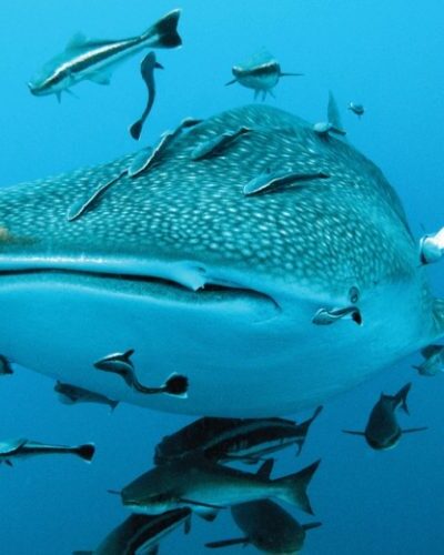 Whale-Shark-and-sea-friends-1-qegbf7q33xdlrbfdrhxqgzkmxn7o8kqiux4db7c13c