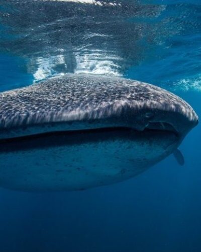 Whale-Shark-front-cve-e1636388271749-qegbf4wkjf9qshjh7ypuria95hlklhfbuj5wvdg7m0