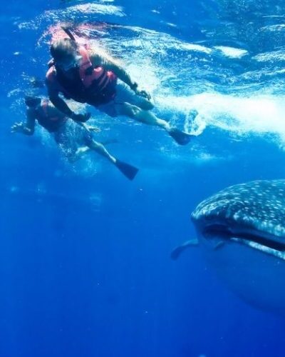 freinds-with-whale-shark-1-e1636388018776-qegbf5ueq9b143i42h4hc01pqvgxt6j26ntecnetfs