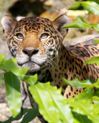 Jaguars and pumas resting in a natural habitat enclosure at Xcaret Park, highlighting the park's wildlife conservation efforts.