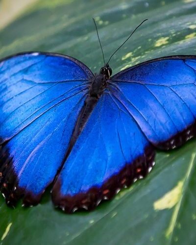 Butterfly Pavilion at Xcaret Park, with vibrant butterflies flying around tropical plants in a lush, enclosed environment.