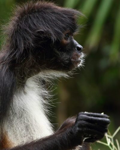 Spider monkey climbing through trees in the jungle at Xcaret Park, showcasing the area's rich wildlife.