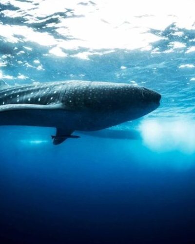 whale-shark-sunlight-1-e1636387589475-qegbf8nxarew2xe0m0cd1hc3j131g9u971rushamx4