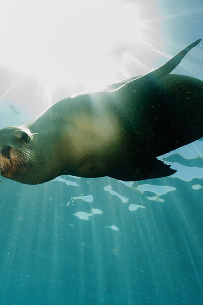 DD_IM_SeaLion