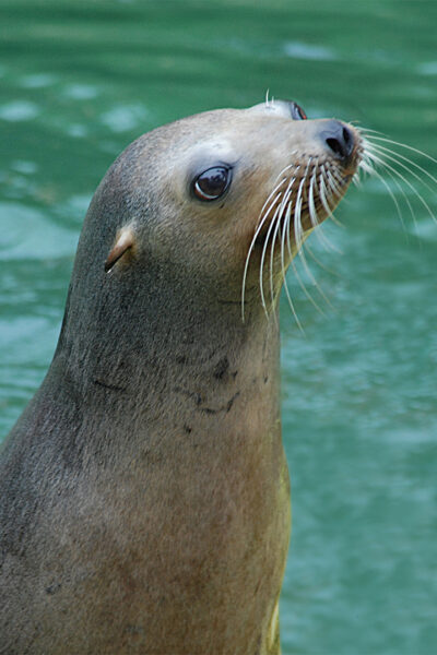 DD_IM_SeaLion2