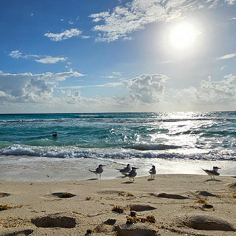 Cancun Private Airport Transfer 2 Playa de Cancún Zona Hotelera