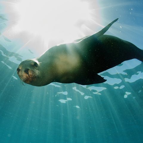 DD_IM_SeaLion