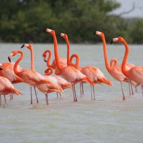 Flamingod Close Up Rio Lagartos