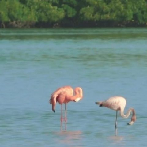 Holbox_Flamingos_CVE-e1636391368981-qegbfh4h09qgzf1q8m005x78vhxcdjru87n83yy3d4