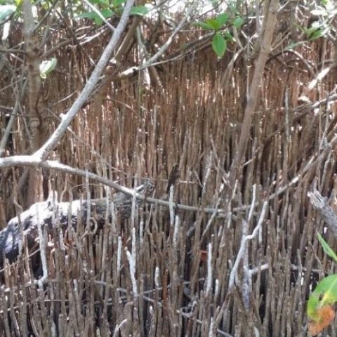 Isla_Contoy_Reserve-e1636056603459-qegbg7fybmqi0hzhyxdk3qk5iabmd2obntwtjpv2iw