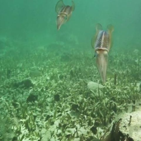 Close-up of a squid swimming in clear water, showcasing unique marine life seen on a jungle tour in Cancun.