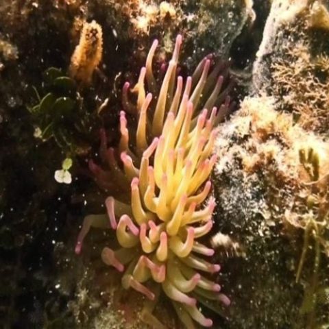 Underwater view of vibrant marine life, including fish and coral, encountered during a jungle tour in Cancun.