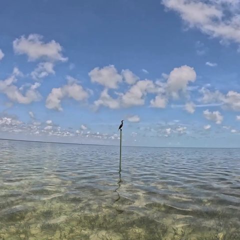 Laguna de Chacmuchuch Wild Life