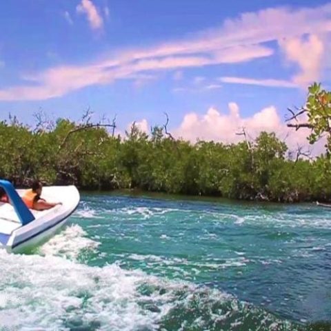 Lush mangrove forest viewed from a boat during a jungle tour, offering an immersive nature experience in Cancun.