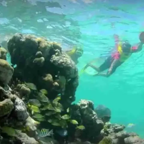Reef-Snorkeling-cve-qo8bnvh5u9ot6iikbqrb9c9jpg882bqemji76a2gso
