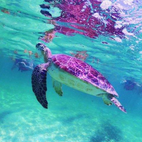 Sea_Turtle_Akumal_Bay
