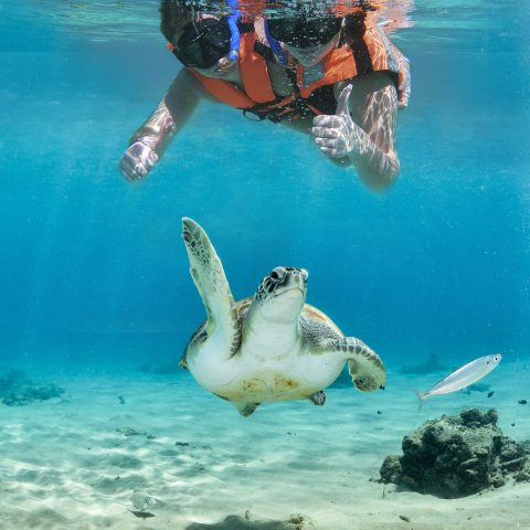 Snorkel_with_Turtles