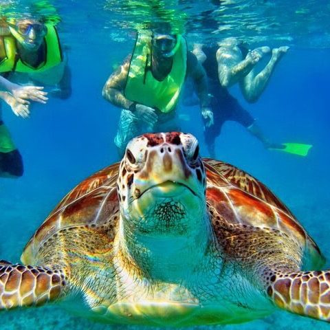 Snorkeling-on-a-Private-Tour