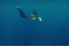 WHALE-SHARK-FINAL_Moment-2-e1636388394859-qegbf4wkjf9qshjh7ypuria95hlklhfbuj5wvdg7m0