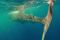 WHALE-SHARK-from-back-cve-e1636388338397-qegbf4wkjf9qshjh7ypuria95hlklhfbuj5wvdg7m0