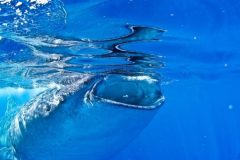 Whale-Shark-Feeding-1-e1636387873541-qegbf7q33xdlrbfdrhxqgzkmxn7o8kqiux4db7c13c
