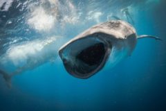 Whale-Shark-Final-1-e1636387807474-qegbf7q33xdlrbfdrhxqgzkmxn7o8kqiux4db7c13c