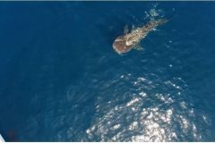Whale-Shark-Say-Hi-1-e1636387675796-qegbf8nxarew2xe0m0cd1hc3j131g9u971rushamx4
