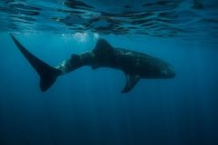 Whale-Shark-Swim-e1636386671619-qegbf231yx5vtnnkofhz20zvdbzgye44u57gfjke4o
