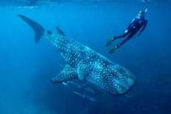 Whale-Shark-and-diver-CVE-1-qegbf6s8x3cbfpgqwzj3wht6c9cb0vmsisgvtxdf9k