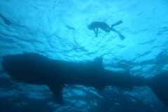 Whale-Shark-and-diver-sunlighr-1-qegbf6s8x3cbfpgqwzj3wht6c9cb0vmsisgvtxdf9k