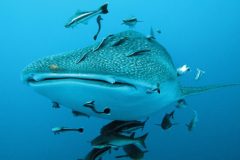 Whale-Shark-and-sea-friends-1-qegbf7q33xdlrbfdrhxqgzkmxn7o8kqiux4db7c13c
