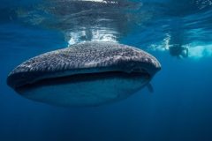 Whale-Shark-front-cve-e1636388271749-qegbf4wkjf9qshjh7ypuria95hlklhfbuj5wvdg7m0