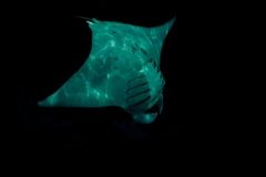 Whale-Shark-tour-Ray-visit-e1636388073694-qegbf5ueq9b143i42h4hc01pqvgxt6j26ntecnetfs